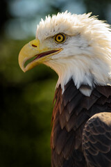 American Bald Eagle (Haliaeetus leucocephalus) Profile Open Beak