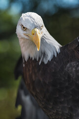 Obraz premium American Bald Eagle (Haliaeetus leucocephalus) Glares Wings Spread