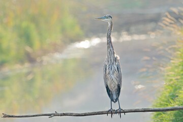 Heron perched on a low branch.