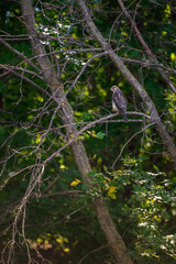 Juvenile Red-Tailed Hawk (Buteo jamaicensis) Perched to Left Lifts Foot
