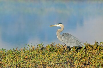 Great blue heron walking on land.