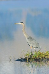 Great blue heron standing by the water.