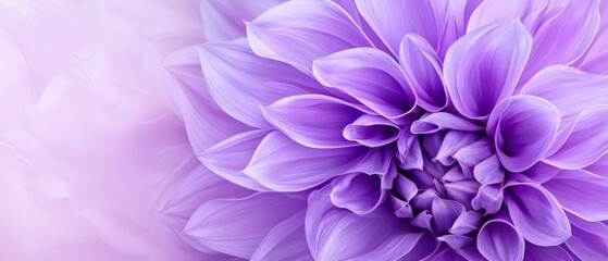  Close-up of a purple flower against a white background