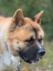Portrait of an American Akita staring at a bird.  The Akita is a very large and powerful canine who enjoys exploring the outdoors.  They are smart and independent thinkers.  They love being outdoors.