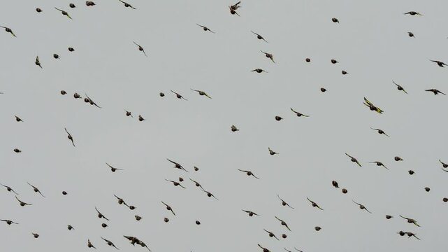 a flock of hundreds of Goldfinches (Carduelis carduelis) on the wing in an autumn sky