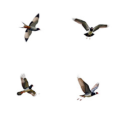 Obraz premium Majestic eagle, small owl, hummingbird, and swan flying in mid-air against transparent background. Eagle wings spread wide, owl folded, hummingbird red and black feathers, swan wings neatly folded.
