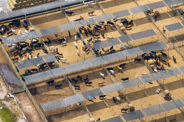 Commercial cattle stockyard with meat cows in rural Florida. Feeding of livestock on farm feedlot...