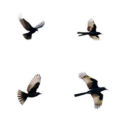 Obraz premium Magpie bird in flight on isolated transparent background. Four black birds with spread wings in harmonious dance. Birds in diagonal line, dynamic movement, body angled downwards. Alpha mask cut out.