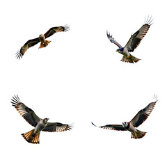 Obraz premium Four falcons soar in sky with distinct patterns, colors on wings. Falcon faces different direction creating dynamic visual effect. Diptych composition with seamless transition between perspectives.