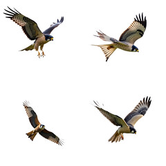 Obraz premium Four falcons in flight on alpha layer. Brown, black feathers. Falcons impressive wingspan, sharp talons. Low angle shot emphasizes birds size, shape. Falcons vary in size, one larger than others. Png.