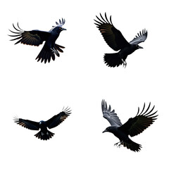 Black crow in mid-air with wings spread wide, showcasing distinctive feathers. Crow positioned in center with body towards bottom right, stark transparent background highlighting black feathers. Png.