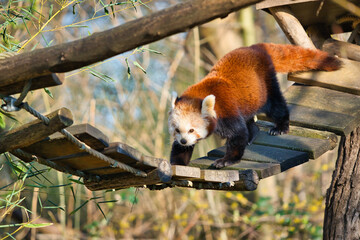 Fototapeta premium roter Panda auf Brücke