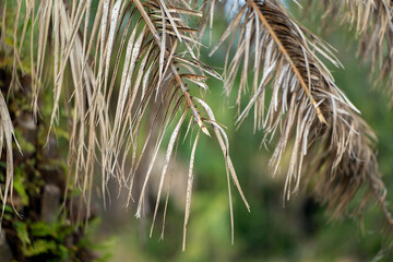 Dry dead palm tree on Florida home backyard