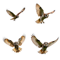 Fototapeta premium Four Barred Owls with unique brown color patterns in dynamic flying poses on isolated background. Soaring, horizontal, mid-flight positions create depth, movement. Brown feathers, sharp talons, wise