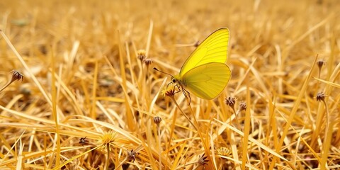 A bright yellow butterfly perched on a dry, golden yellow grassland with a few scattered, withered flowers, dry grass, wildflowers