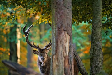der König des Waldes
