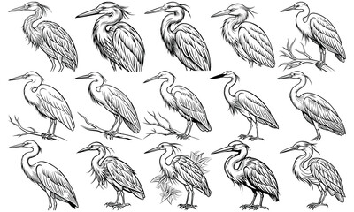 Fototapeta premium Egret Coloring Page for Adults with Intricate Line Art, Perfect for Relaxation and Stress Relief, Ideal for DIY Coloring Books or Printable Art Therapy, High-Quality Illustration.