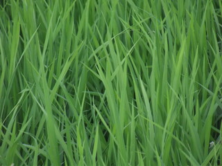green grass background
