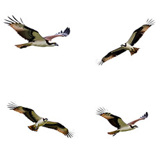 Four ospreys flying in mid-air with dark brown, black feathers. Birds in flight on isolated background. Different angles of osprey birds in motion. Osprey natural habitat with alpha backdrop, dark Png