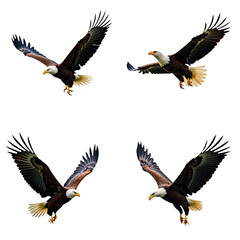 Obraz premium Majestic bald eagles soar in the sky. Four eagles fly in formation, with largest eagle in center stretching its wings wide. Vibrant colors and movement of birds take center stage. Transparent isolated