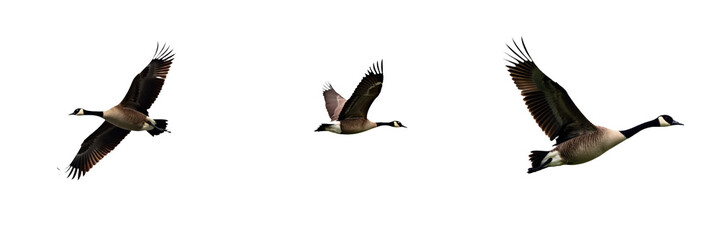 Obraz premium Three gray and white Canada geese flying in triangular formation. Birds soar through the sky with spread wings in flight. Motion and direction created by bird movement. Transparent isolated background