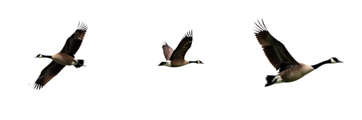 Three gray and white Canada geese flying in triangular formation. Birds soar through the sky with spread wings in flight. Motion and direction created by bird movement. Transparent isolated background