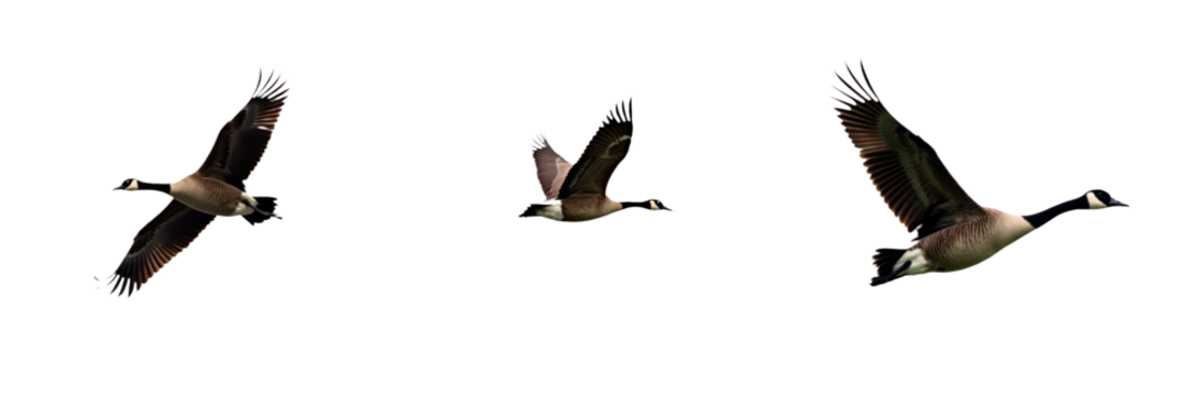 Three gray and white Canada geese flying in triangular formation. Birds soar through the sky with spread wings in flight. Motion and direction created by bird movement. Transparent isolated background