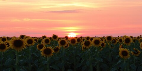 Fototapeta premium fields of tall sunflowers stretch towards the vibrant colors of a setting sun as the sky is painted with shades of orange and pink, peaceful, light, nature