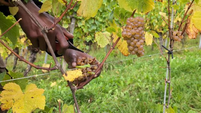 Black male hands cutting a grape bunch one by one with scissors on vineyard. Workers hands cutting white grapes from vineyard during wine harvest season.