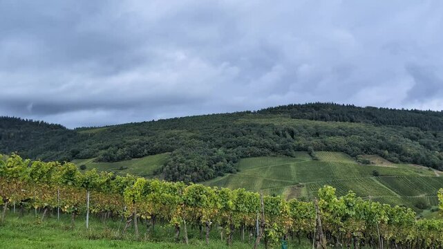 Peaceful vineyard alsacian landscape and little village on grey day. Harvesting period. Route du vin in France, 4K