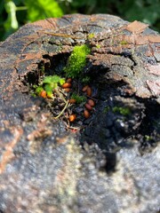 Nature 