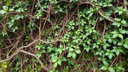 Overgrown and tangled foliage with vines and branches intertwined throughout the background, overgrown foliage, jungle environment
