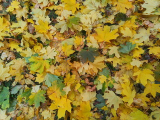 Fallen autumn Maple leaves on the ground