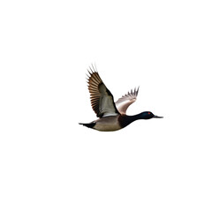 Obraz premium Duck in flight with spread wings, oriented to right side. transparent background. Head, beak visible, suggesting altitude, freedom, flying, bird, wildlife, nature, outdoors, waterfowl, waterbird, Png.