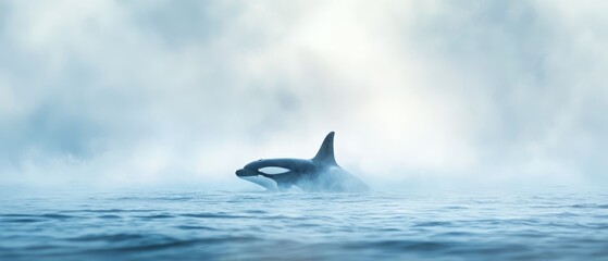 Fototapeta premium A killer whale swimming in the ocean under a cloudy sky