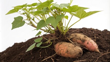 Sweet potato sprouts growing from the base of a mature plant, botanical, plant details