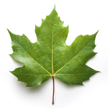Sycamore maple leaf isolated on white background