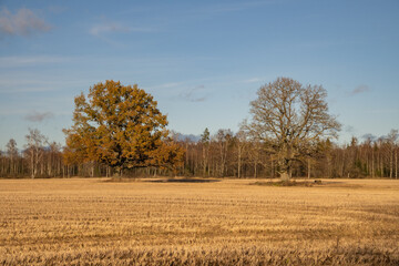 A field after harvest with two oak trees.
