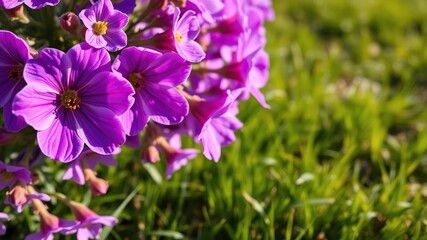 Fototapeta premium Close-up of vibrant purple flowers with intricate details and velvety texture on a flowering bush surrounded by soft grass and sunlight, blooms, close-up, botanical