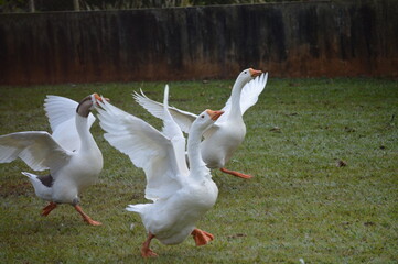 Geese running with open wings on the green lawn.