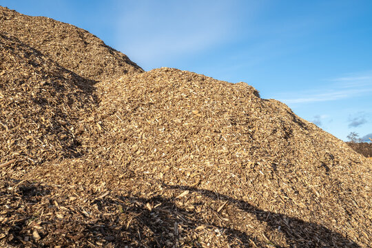 Huge pile of fresh woodchips against the sky.. pile woodchips.