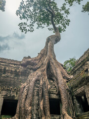 Obraz premium Roots, overgrown silk-cotton and strungler fig trees and ruins at the Ta Prohm temple in the Cambodian jungle