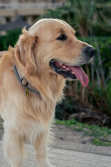 Fototapeta premium golden retriever dog