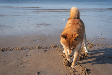 Red shiba inu dog is digging sand on the Baltic sea beach on sunny summer day
