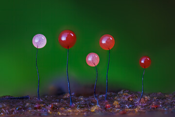 Comatricha is a species of slime mold. Found in moist environments, where it feeds on bacteria,...