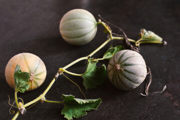 Baby melons on vine with leaves on dark background. Still life for painting.