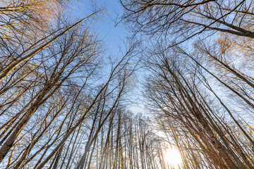 Upward perspective of tall trees in a forest, some with moss-covered trunks and sparse yellow autumn leaves. The scene is set against a clear blue sky.