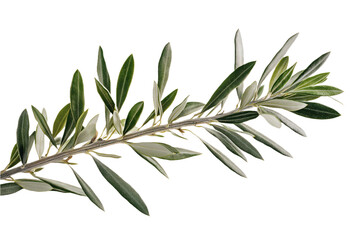 Fototapeta premium Close-up of olive tree branch with numerous green leaves. Branch extends diagonally from top left to bottom right. Leaves vary in size, shape, creating depth, perspective. alpha background contrasts