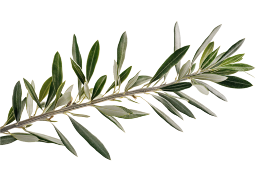 Close-up of olive tree branch with numerous green leaves. Branch extends diagonally from top left to bottom right. Leaves vary in size, shape, creating depth, perspective. alpha background contrasts