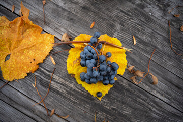 Amazing close-up shot of clusters of ripe grapes on autumn leaves on wooden background
